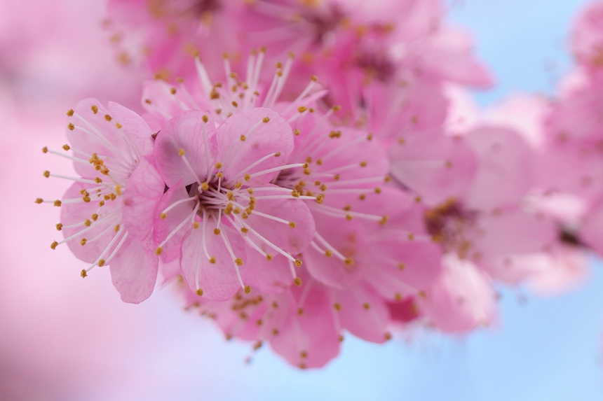 單紅公主梅盛開。人民網記者 李洋攝