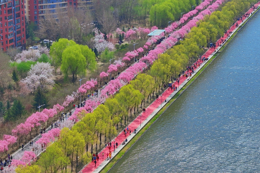 近日，長春市伊通河畔的梅花大道上，單紅公主梅迎來最佳觀賞期。人民網記者 李洋攝