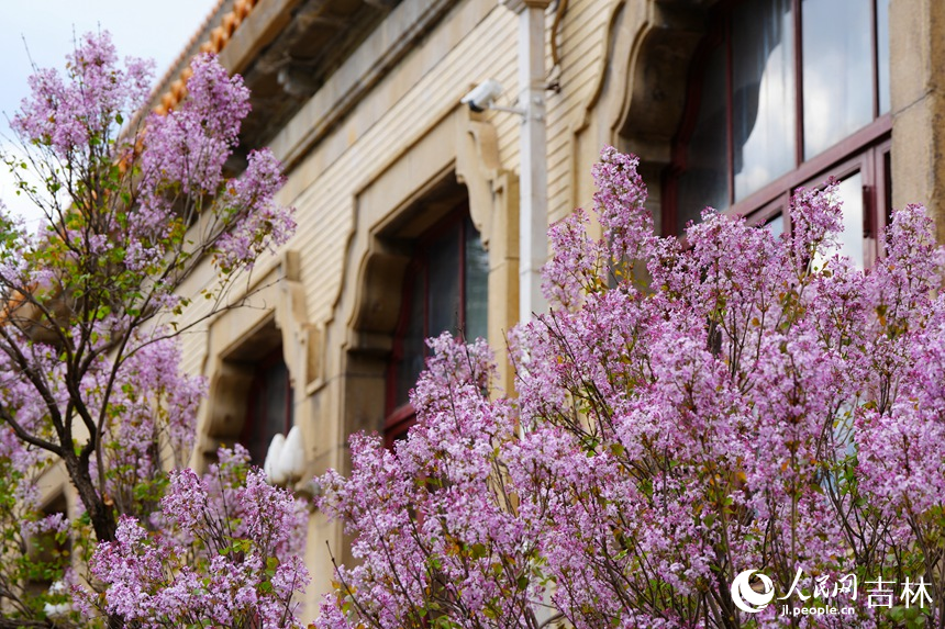 博物館內丁香綻放。人民網記者 李洋攝