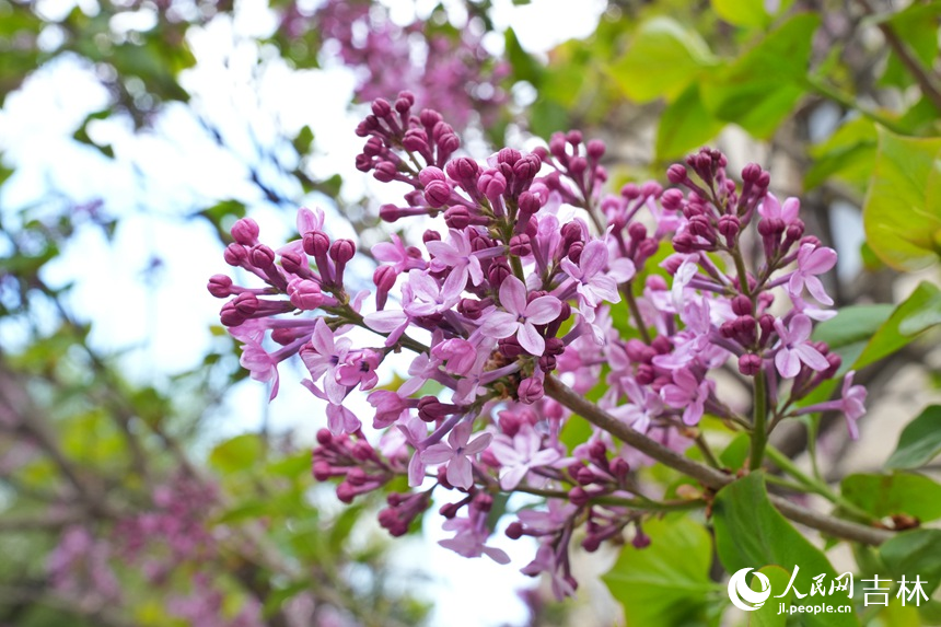 丁香盛開。人民網記者 李洋攝