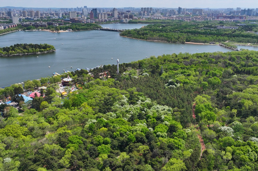 遠眺長春南湖公園滿目皆綠。人民網記者 李洋攝