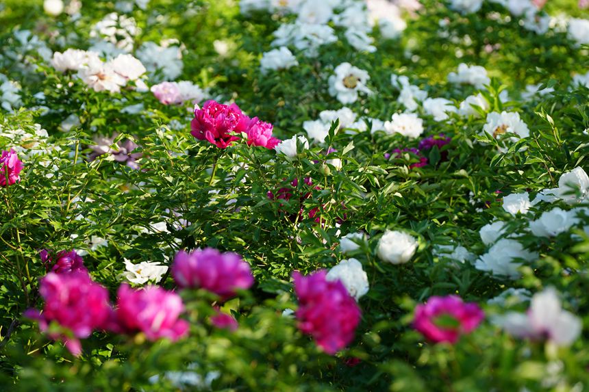 吉林長春：牡丹盛放香溢遠【9】