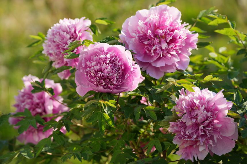 吉林長春:牡丹盛放香溢遠【4】