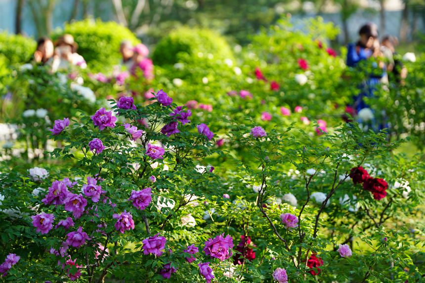 吉林長春:牡丹盛放香溢遠【2】