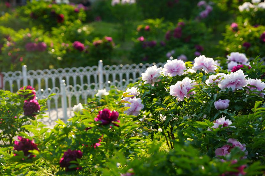 吉林長春：牡丹盛放香溢遠【7】