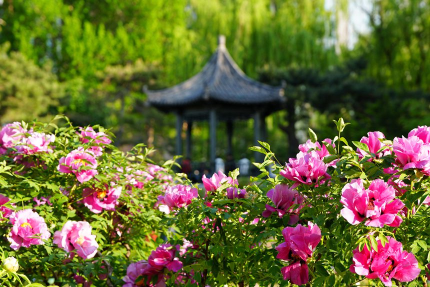 吉林長春:牡丹盛放香溢遠