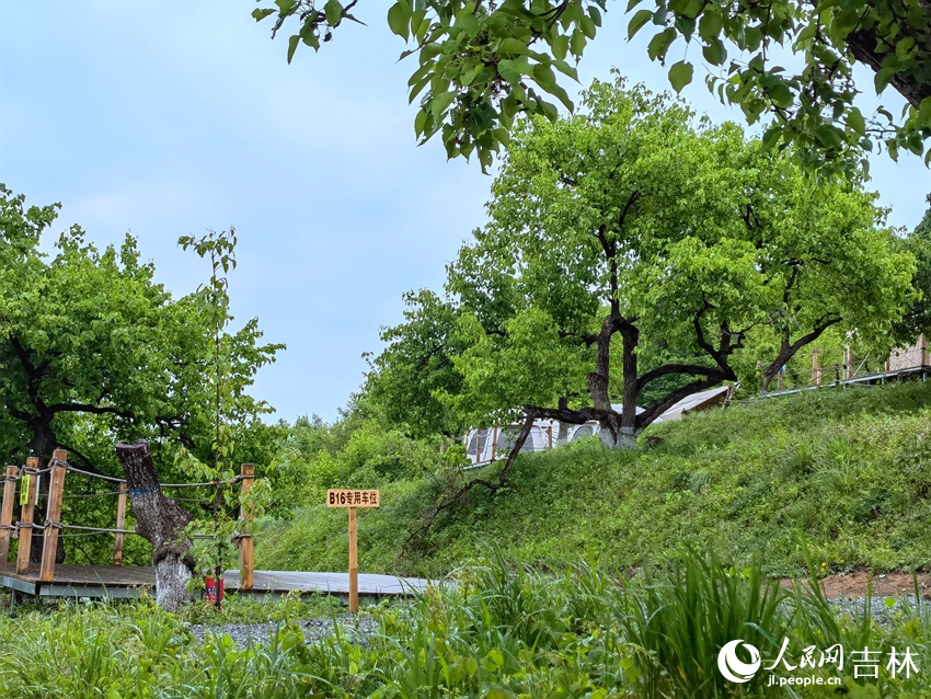 百年梨園。人民網記者 馬俊華攝