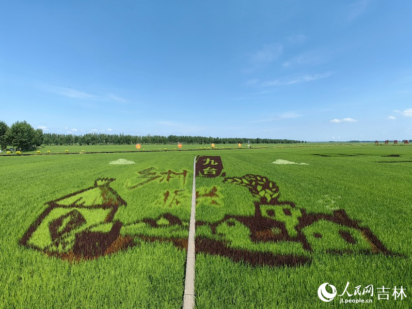 九臺區稻田。人民網記者 李洋攝