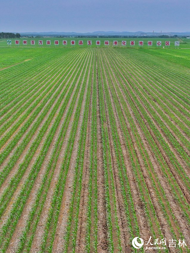 梨樹縣國家百萬畝綠色食品原料（玉米）標準化生產基地核心示范區。人民網記者 李洋攝