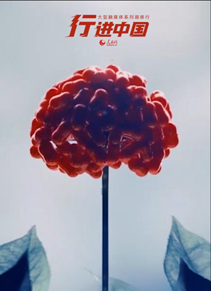 通化市查看詳情100秒認識百年參在長白山原始森林中，野山參以葉片為刻度書寫生命年輪。每一片復葉都是自然鐫刻的時光印記，見證著“百草之王”的百年傳奇。