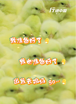 梨樹縣查看詳情流水線上的小雞“萌力全開”在高效運轉的現代化孵化生產線上，新孵化的雞雛全身覆蓋細軟絨毛，眼睛清澈明亮。挑揀員每天從流水線上篩選出約20萬只符合“健雛”標準的雞雛，經標準化打包后運送至養殖場。