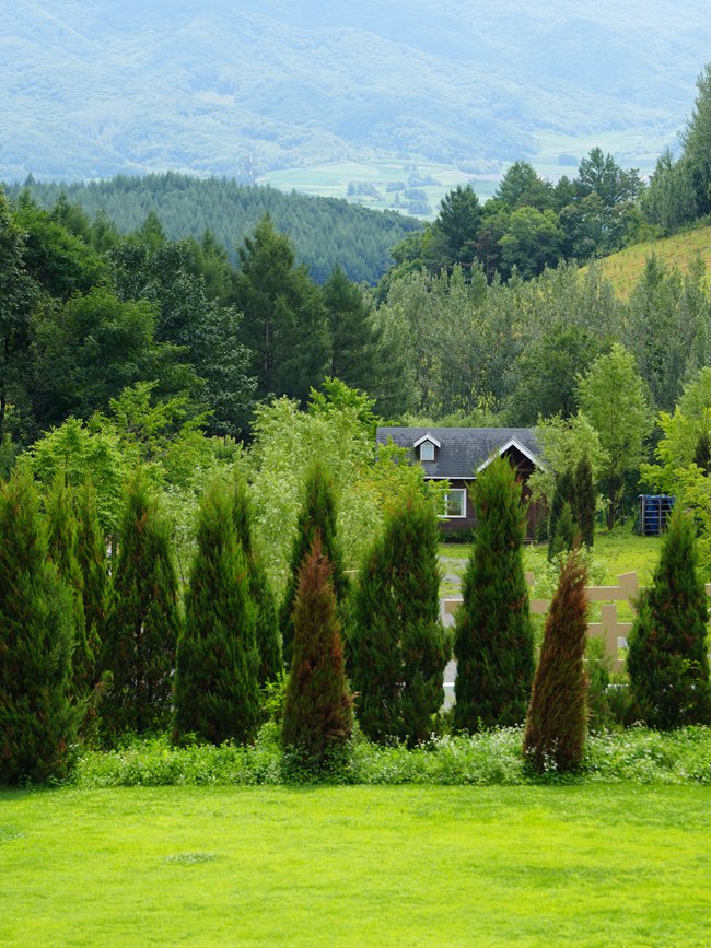 云嶺野山參風景區。人民網記者 李洋攝