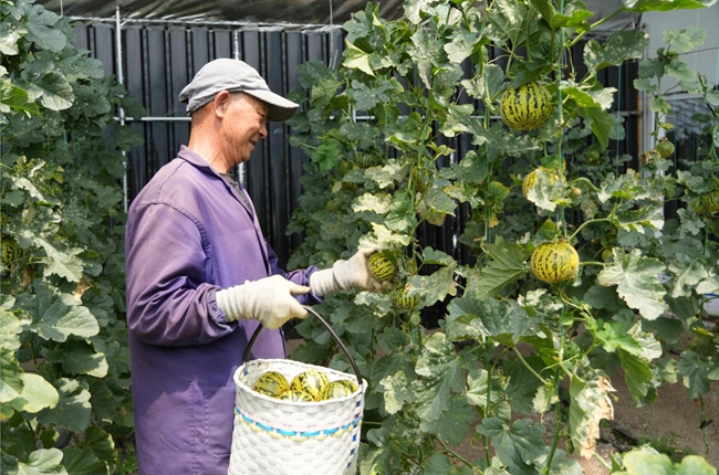村民在大棚里采摘香瓜。