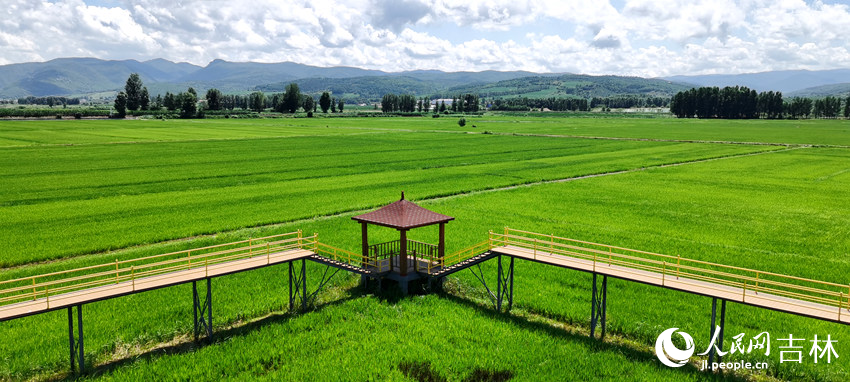 延邊朝鮮族自治州和龍市光東村稻田風光。人民網記者 王帝元攝