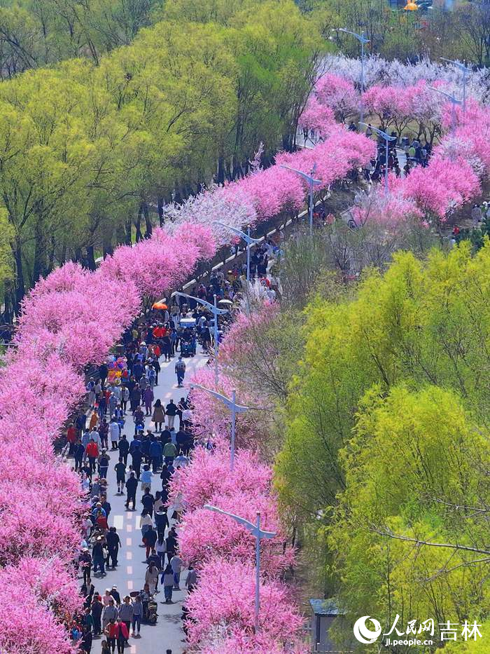 長春伊通河畔，梅花盛開匯成了一條綿延數里的花海長廊。人民網記者 李洋攝