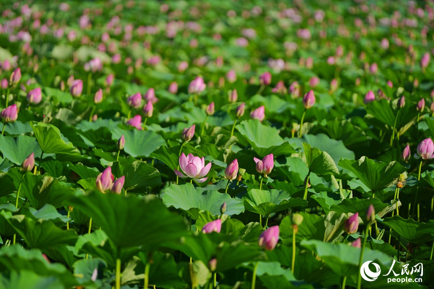 滿池的荷花次第綻放。人民網記者 李洋攝