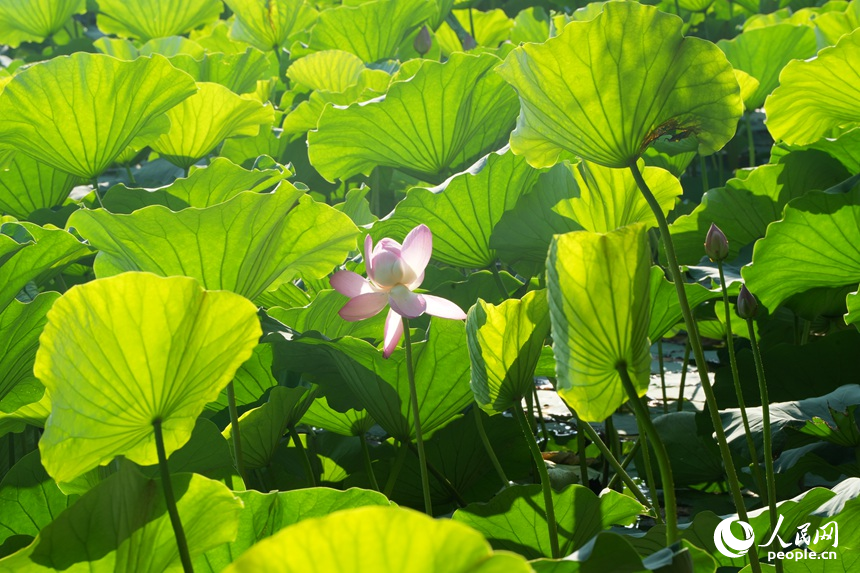滿池的荷花迎來最美觀賞季。人民網記者 李洋攝