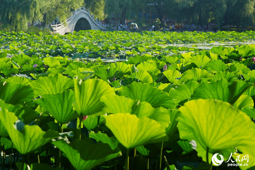 位于長春南湖公園的一池青蓮。人民網記者 李洋攝
