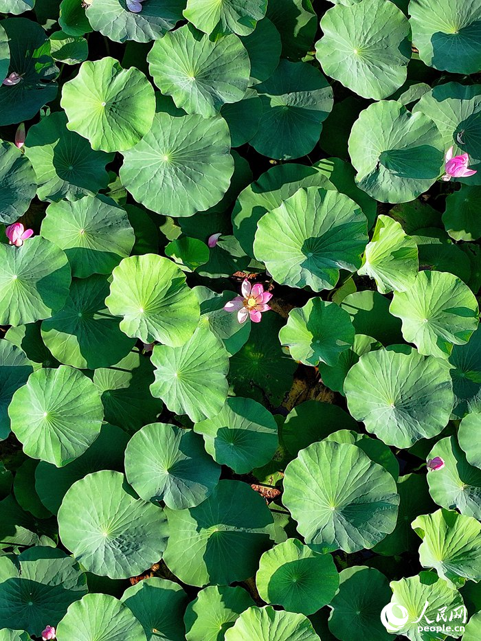荷葉俯瞰。人民網記者 李洋攝