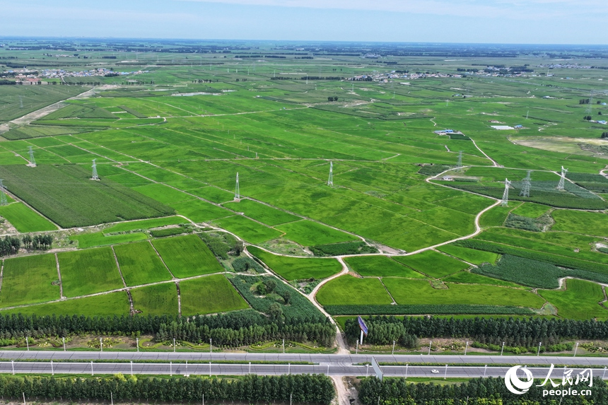 經過治理后的鹽堿地呈現出大片綠色。人民網記者 李洋攝