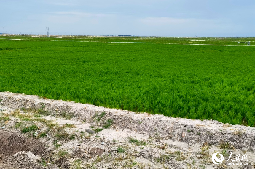 治理后綠油油的稻田與未經改良耕種的鹽堿地形成鮮明對比。人民網記者 李洋攝