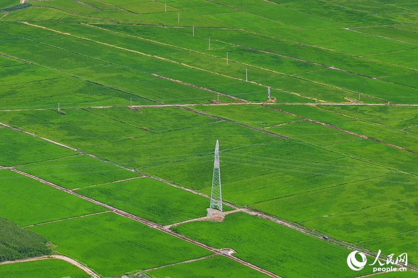 由鹽堿地改造而成的高標準農田。人民網記者 李洋攝