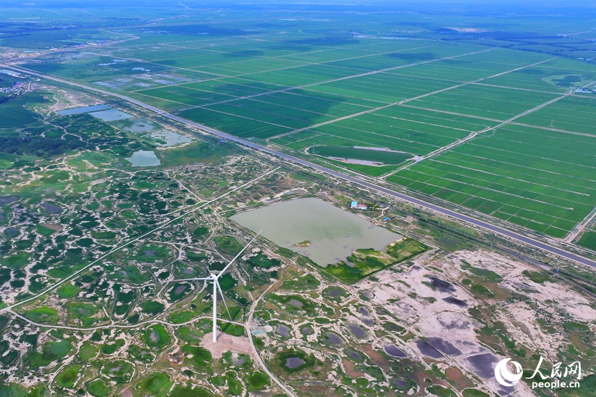 在大安市樂勝鄉，治理后綠油油的稻田與未經改良耕種的鹽堿地形成鮮明對比。人民網記者 李洋攝