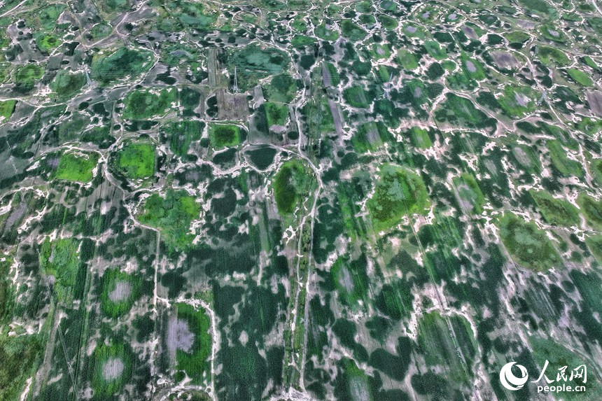 在未經治理的鹽堿地上，地表泛出大量白色的鹽堿。人民網記者 李洋攝