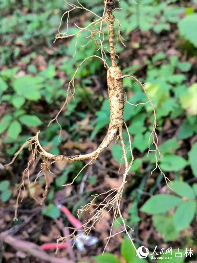 剛剛被“抬出”的林下山參。人民網記者 李洋攝