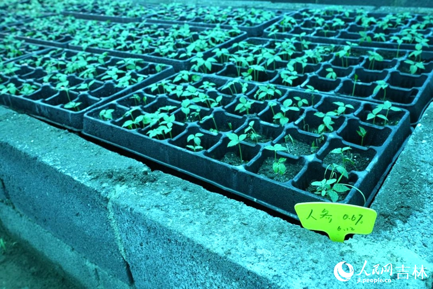 吉林農業大學人參觀測試驗區的人參種苗。人民網記者 李洋攝