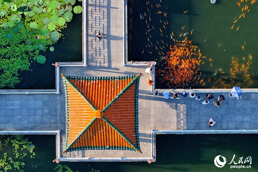 市民游客在長春南湖公園賞美景喂魚。人民網記者 李洋攝