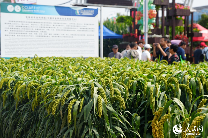 觀眾在長春農博會了解農產品。人民網記者 李洋攝