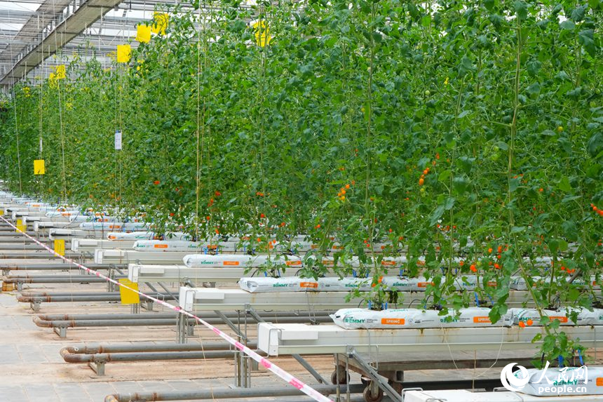 長春農博會高新無土栽培展示區的作物。人民網記者 李洋攝