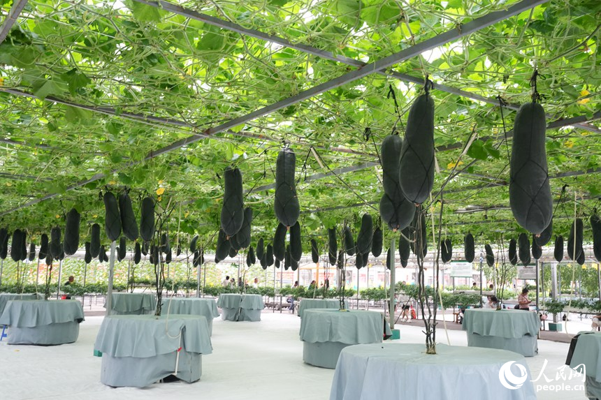 長春農博會高新無土栽培展示區的作物。人民網記者 李洋攝