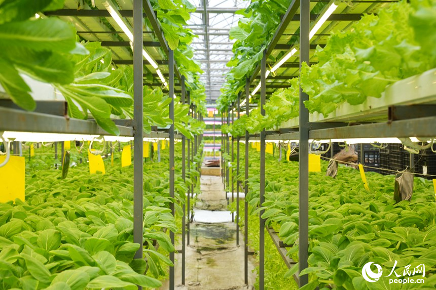 長春農博會高新無土栽培展示區的作物。人民網記者 李洋攝