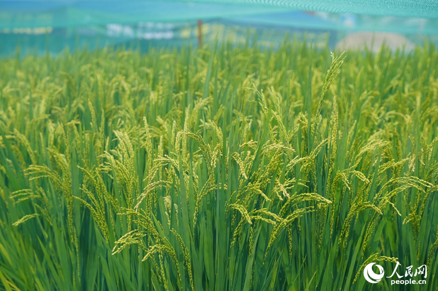 長春農博會上展示的農作物優良品種。人民網記者 李洋攝