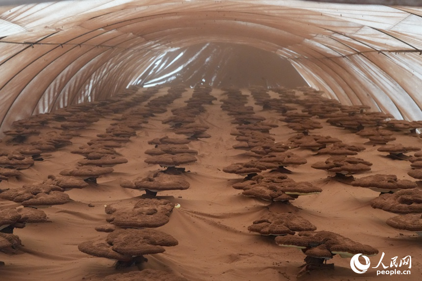 長春農博會現代菌物示范區上展示的靈芝。人民網記者 李洋攝