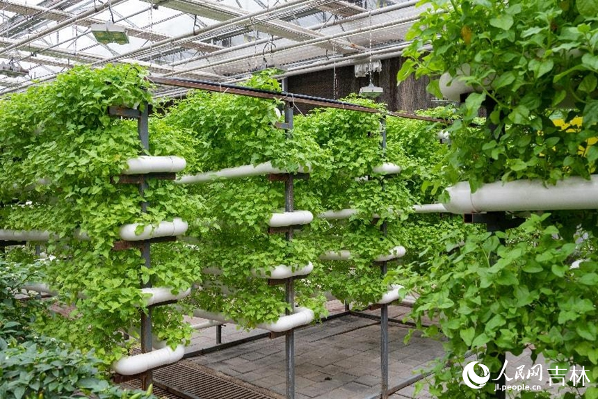 營養液膜栽培區茁壯成長的番杏。實習生 王思皓攝