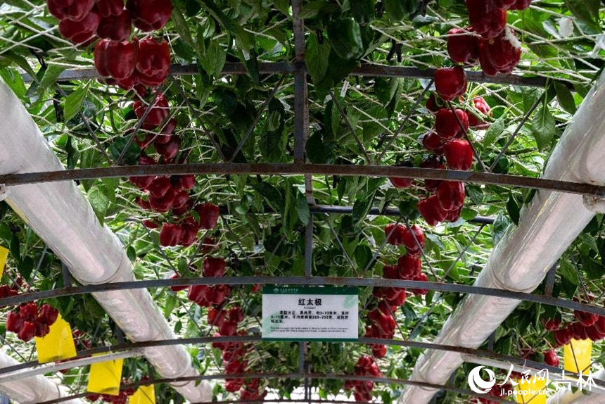 無土栽培的“紅太極”彩椒。實習生 王思皓攝