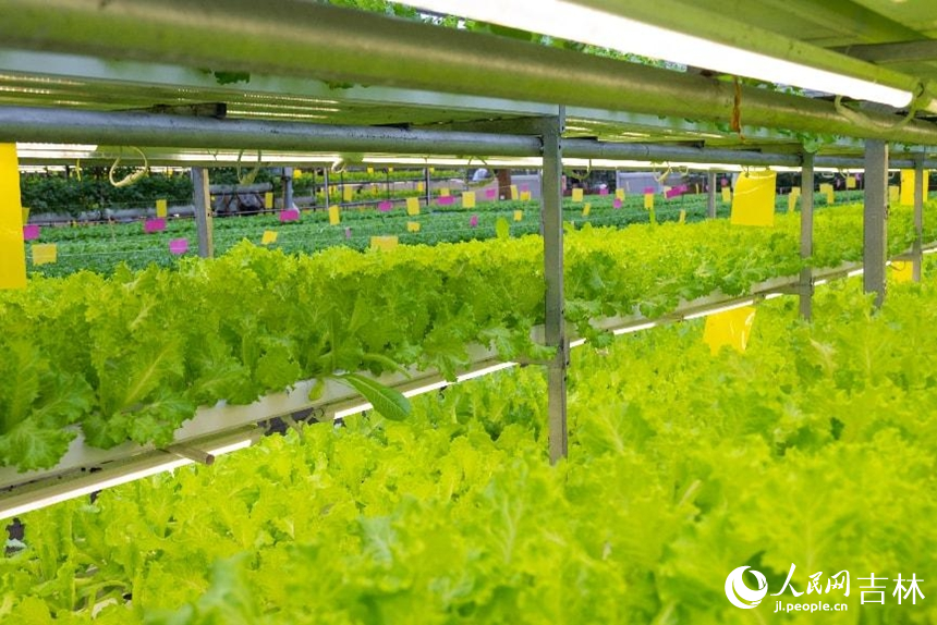 生產型無土栽培區綠意盎然的生菜。實習生 王思皓攝