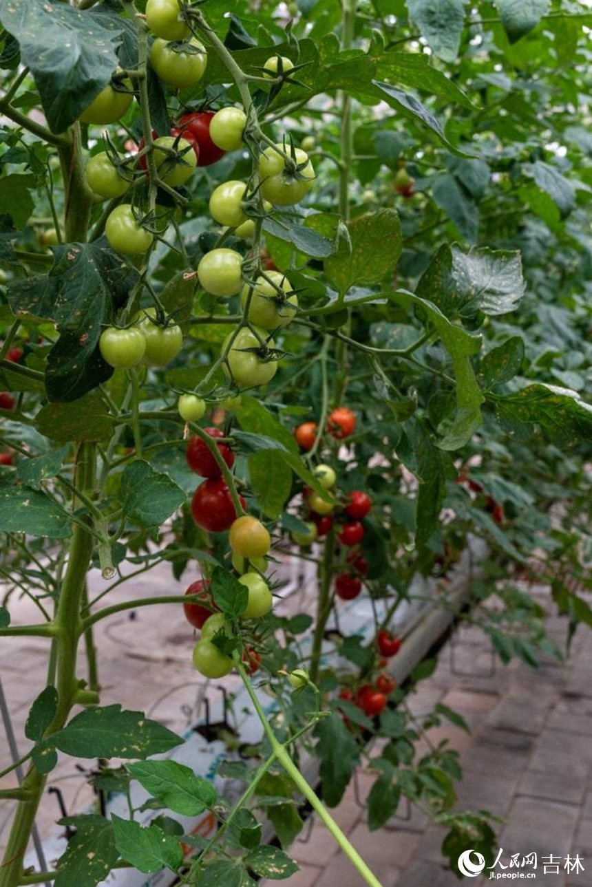 碩果累累的番茄。實習生 王思皓攝