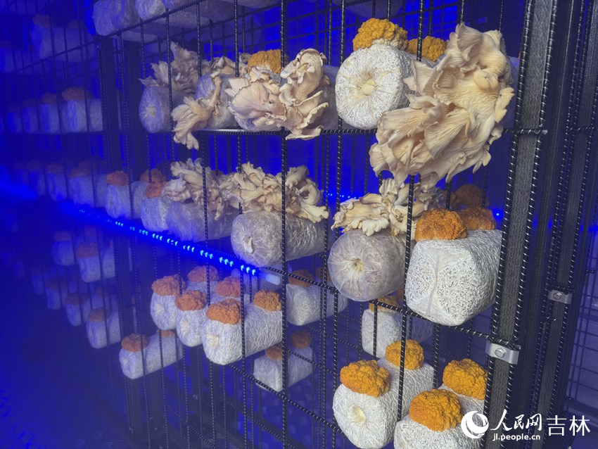 在“珍稀菌菇智慧菇房”內培育的蘑菇和金耳菌。人民網記者 李思玥攝
