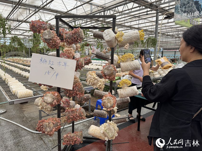 李玉院士團隊今年推出的桃紅玉耳成為展區的焦點。人民網記者 李思玥攝