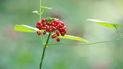 行進中國 | 深山里的人參“優等生選育計劃”當長白山的晨霧還沒散盡，在吉林通化茂密的林海深處，一場關乎“百草之王”的“優等生選育計劃”已悄然啟動。