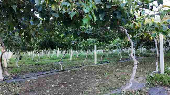 學校軟棗獼猴桃種質資源圃棚架栽培模式