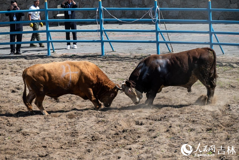 兩頭黃牛正在激烈角斗。實習生 王思皓攝