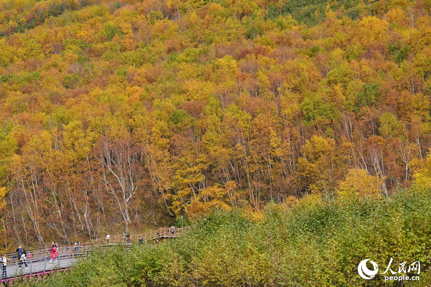 長白林海秋日景觀。人民網記者 李洋攝