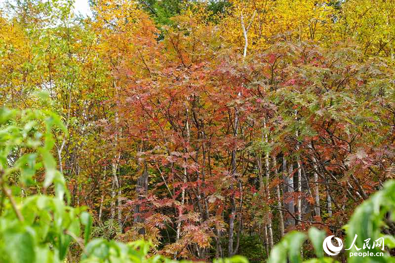 長白秋色。人民網記者 李洋攝