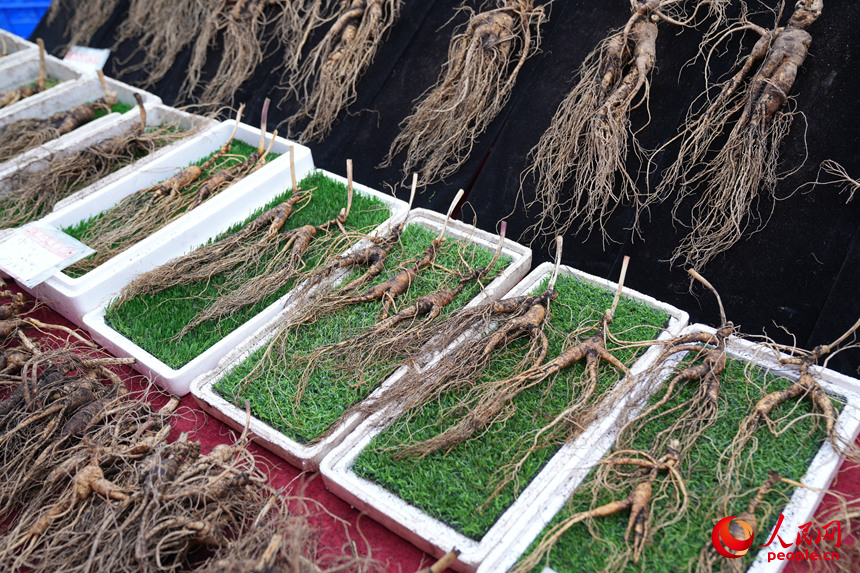 早市上售賣的吉林人參。人民網記者 李洋攝