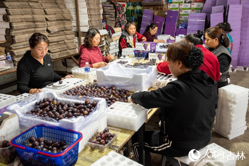 工人們正在包裝“榮峰”葡萄。